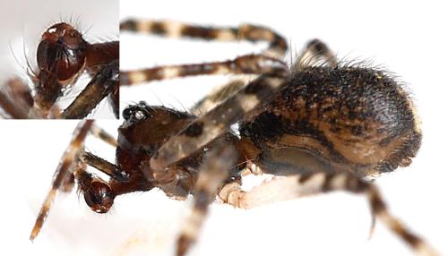 Theridion sp.